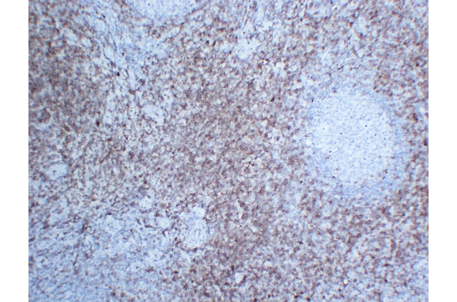 Immunohistochemistry - Anti-CD7 Antibody (V0036) - Antibodies.com