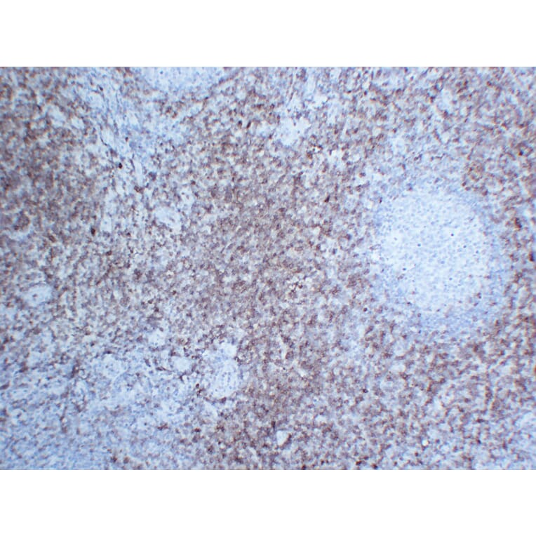 Immunohistochemistry - Anti-CD7 Antibody (V0036) - Antibodies.com