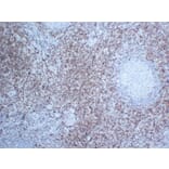 Immunohistochemistry - Anti-CD7 Antibody (V0036) - Antibodies.com
