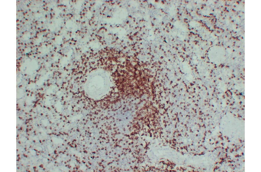 Immunohistochemistry - Anti-CD3 Antibody (V0026) - Antibodies.com