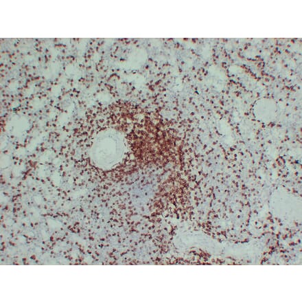 Immunohistochemistry - Anti-CD3 Antibody (V0026) - Antibodies.com