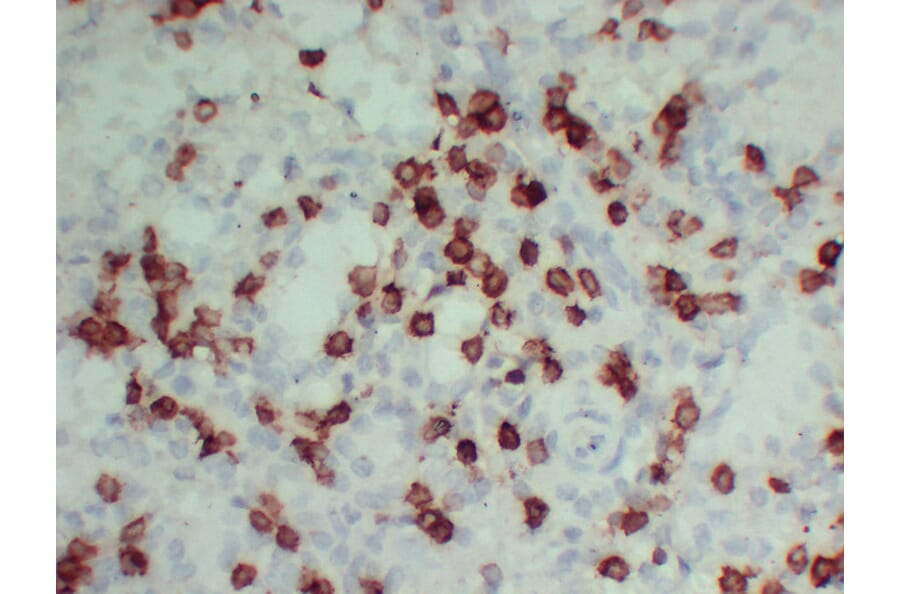 Immunohistochemistry - Anti-CD3 Antibody (V0026) - Antibodies.com