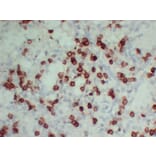 Immunohistochemistry - Anti-CD3 Antibody (V0026) - Antibodies.com