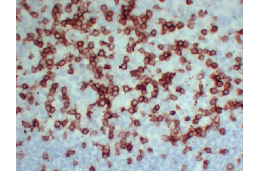 Immunohistochemistry - Anti-CD3 Antibody (V0026) - Antibodies.com