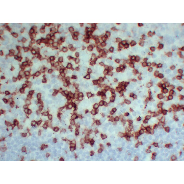 Immunohistochemistry - Anti-CD3 Antibody (V0026) - Antibodies.com