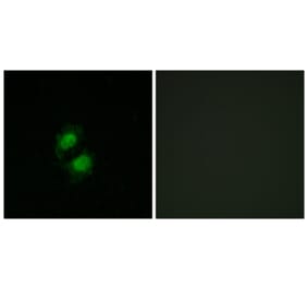 Immunofluorescence - Anti-ZNF95 Antibody (C11936) - Antibodies.com