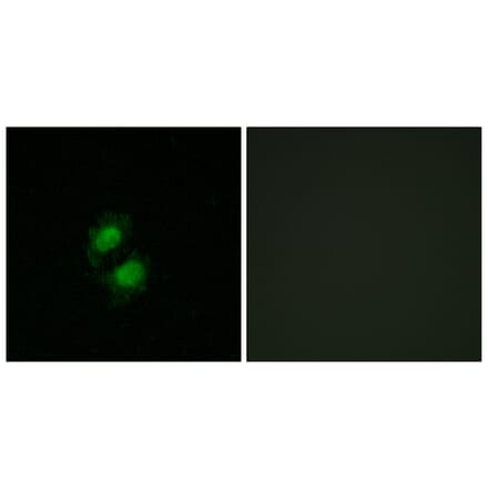Immunofluorescence - Anti-ZNF95 Antibody (C11936) - Antibodies.com
