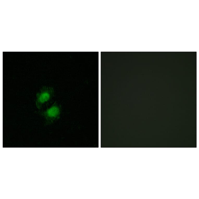 Immunofluorescence - Anti-ZNF95 Antibody (C11936) - Antibodies.com