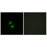 Immunofluorescence - Anti-ZNF95 Antibody (C11936) - Antibodies.com