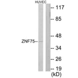 Western Blot - Anti-ZNF75 Antibody (C10689) - Antibodies.com