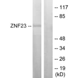 Western Blot - Anti-ZNF23 Antibody (C10396) - Antibodies.com