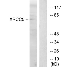 Western Blot - Anti-XRCC5 Antibody (C13063) - Antibodies.com