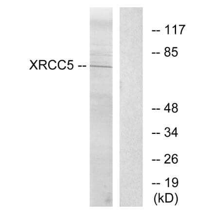 Western Blot - Anti-XRCC5 Antibody (C13063) - Antibodies.com