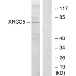 Western Blot - Anti-XRCC5 Antibody (C13063) - Antibodies.com