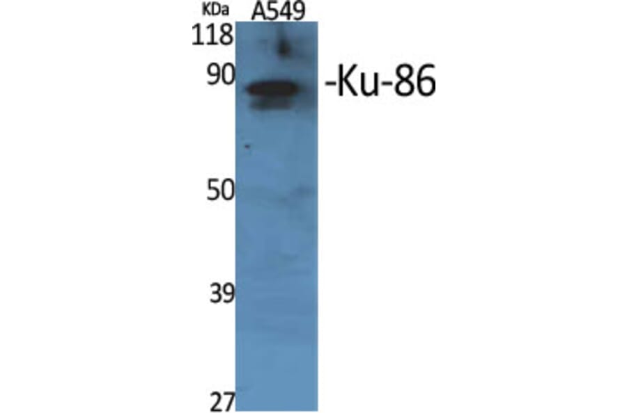 Western Blot - Anti-XRCC5 Antibody (C13063) - Antibodies.com