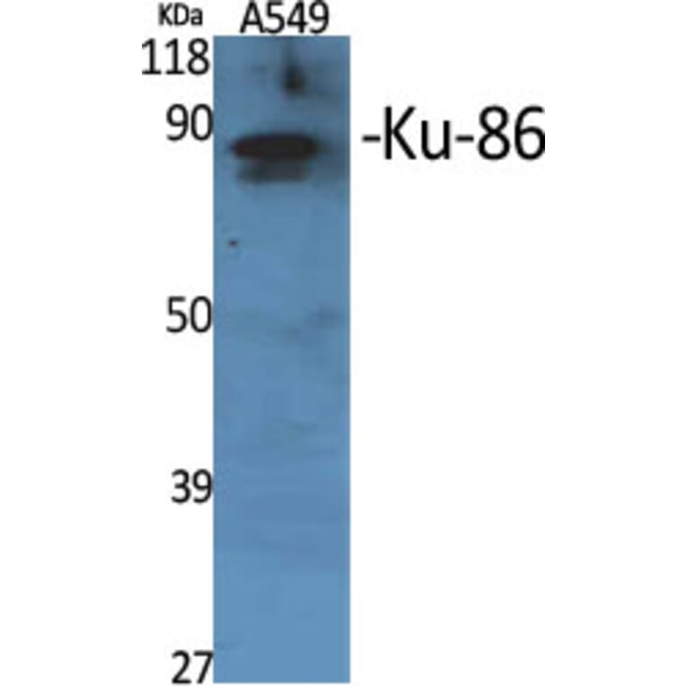 Western Blot - Anti-XRCC5 Antibody (C13063) - Antibodies.com