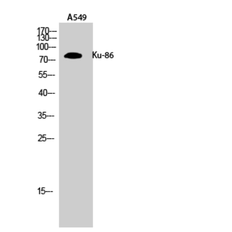 Western Blot - Anti-XRCC5 Antibody (C13063) - Antibodies.com