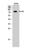 Western Blot - Anti-XRCC5 Antibody (C13063) - Antibodies.com