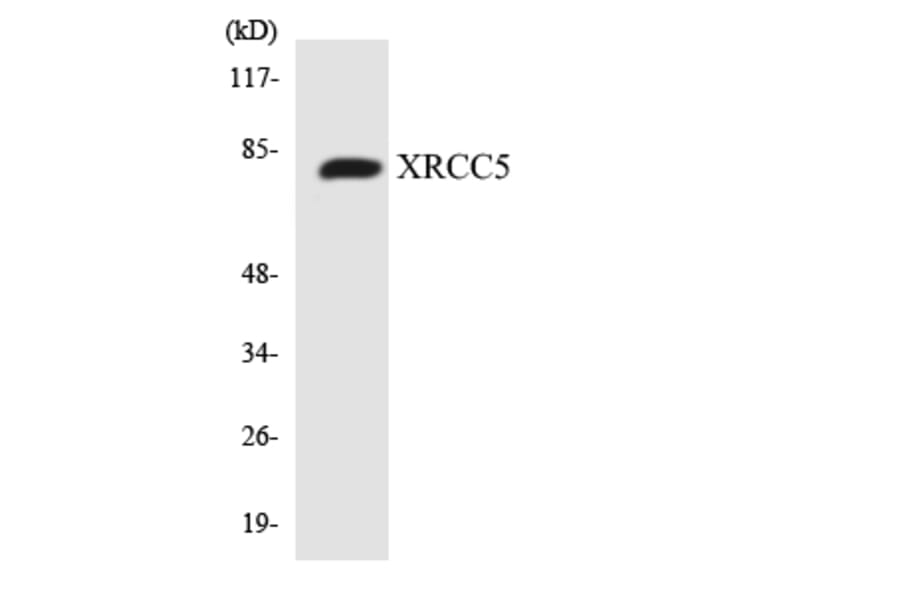 Western Blot - Anti-XRCC5 Antibody (R12-3683) - Antibodies.com