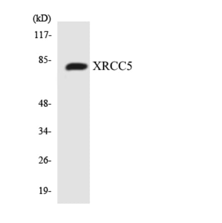 Western Blot - Anti-XRCC5 Antibody (R12-3683) - Antibodies.com