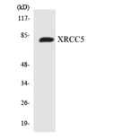 Western Blot - Anti-XRCC5 Antibody (R12-3683) - Antibodies.com