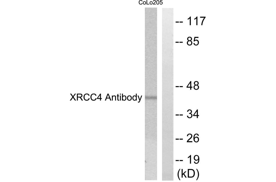 Western Blot - Anti-XRCC4 Antibody (C0398) - Antibodies.com