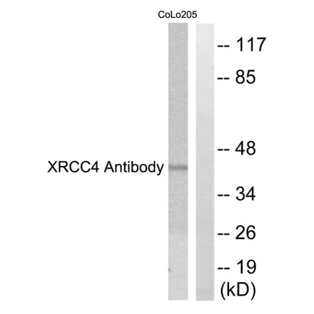 Western Blot - Anti-XRCC4 Antibody (C0398) - Antibodies.com