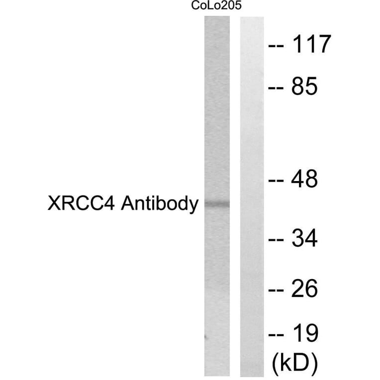 Western Blot - Anti-XRCC4 Antibody (C0398) - Antibodies.com