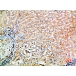 Immunohistochemistry - Anti-WISP3 Antibody (C30652) - Antibodies.com