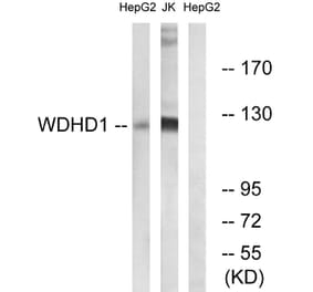 Western Blot - Anti-WDHD1 Antibody (C19553) - Antibodies.com