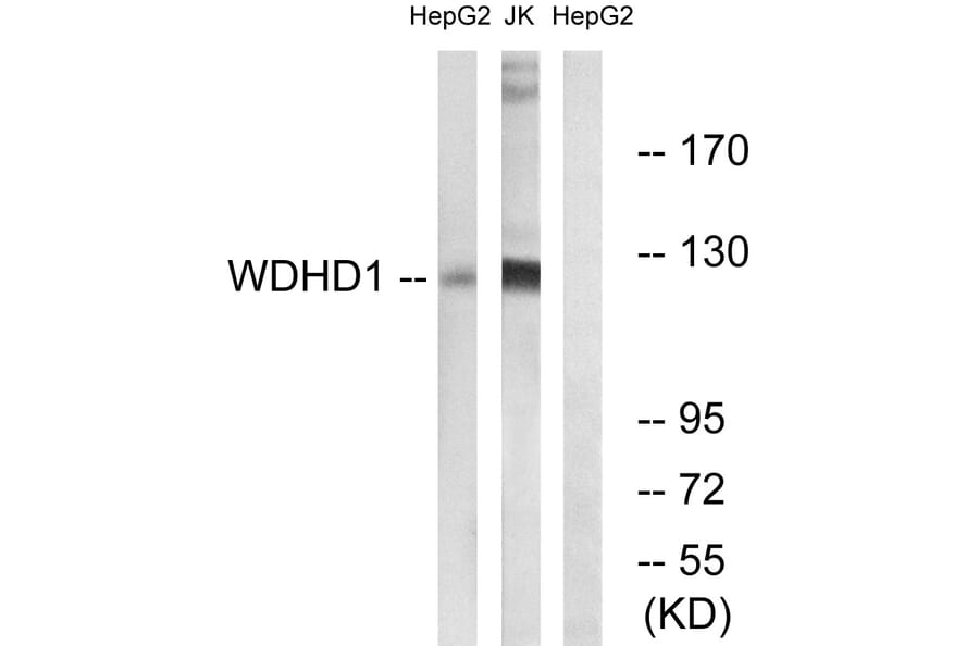 Western Blot - Anti-WDHD1 Antibody (C19553) - Antibodies.com