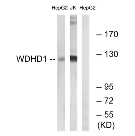 Western Blot - Anti-WDHD1 Antibody (C19553) - Antibodies.com