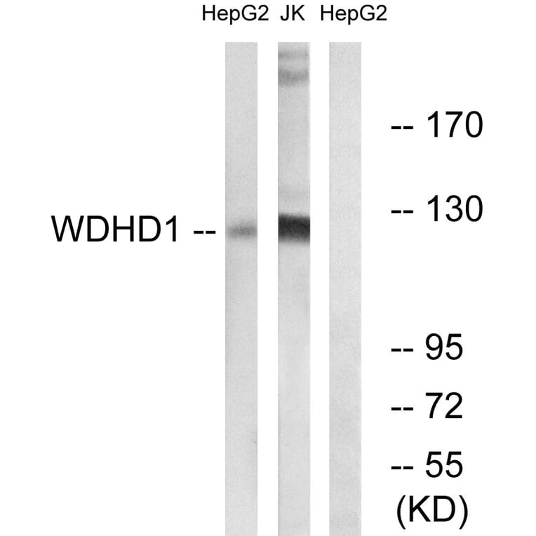 Western Blot - Anti-WDHD1 Antibody (C19553) - Antibodies.com