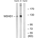 Western Blot - Anti-WDHD1 Antibody (C19553) - Antibodies.com