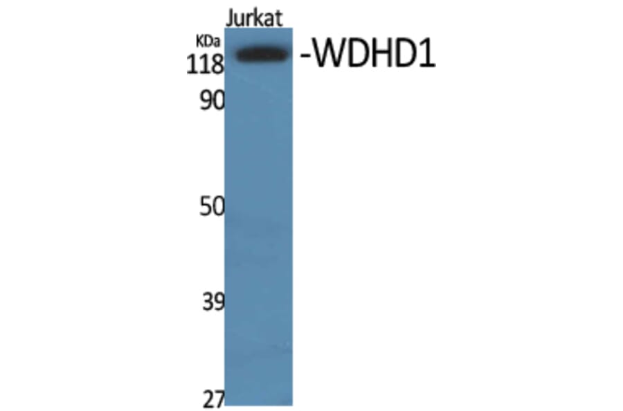 Western Blot - Anti-WDHD1 Antibody (C19553) - Antibodies.com