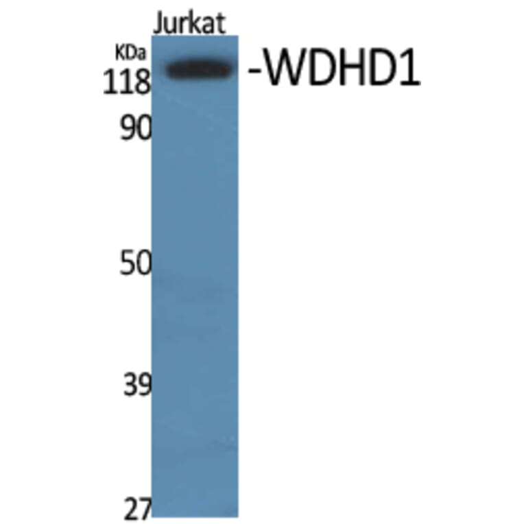 Western Blot - Anti-WDHD1 Antibody (C19553) - Antibodies.com