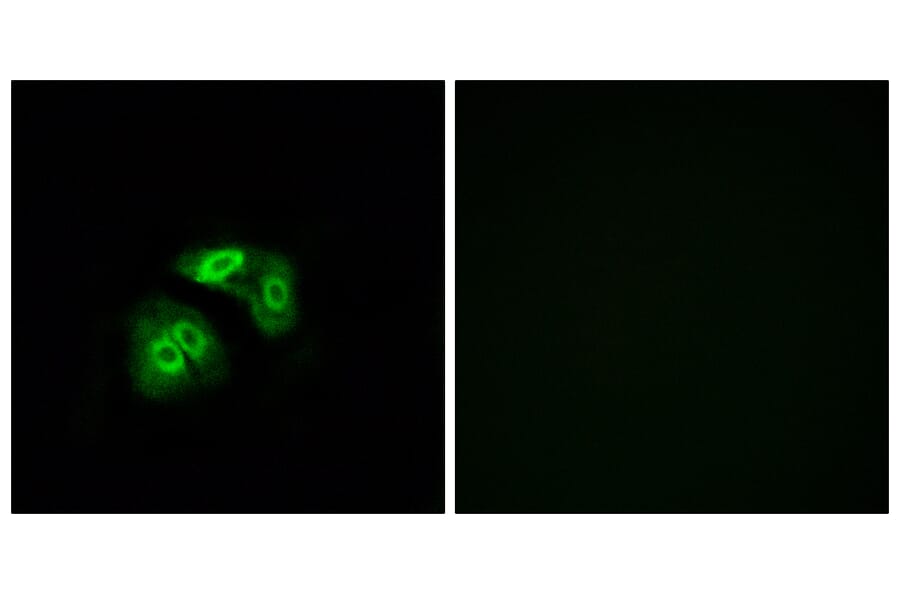Immunofluorescence - Anti-VN1R5 Antibody (G795) - Antibodies.com