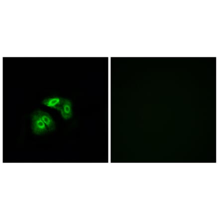 Immunofluorescence - Anti-VN1R5 Antibody (G795) - Antibodies.com