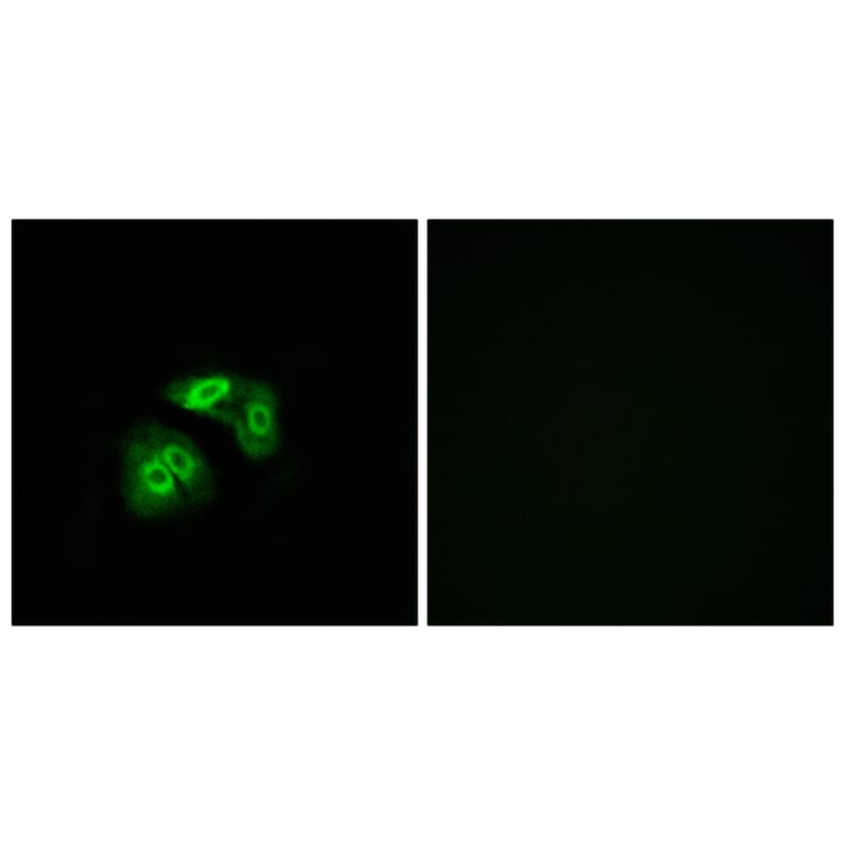 Immunofluorescence - Anti-VN1R5 Antibody (G795) - Antibodies.com