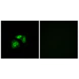 Immunofluorescence - Anti-VN1R5 Antibody (G795) - Antibodies.com