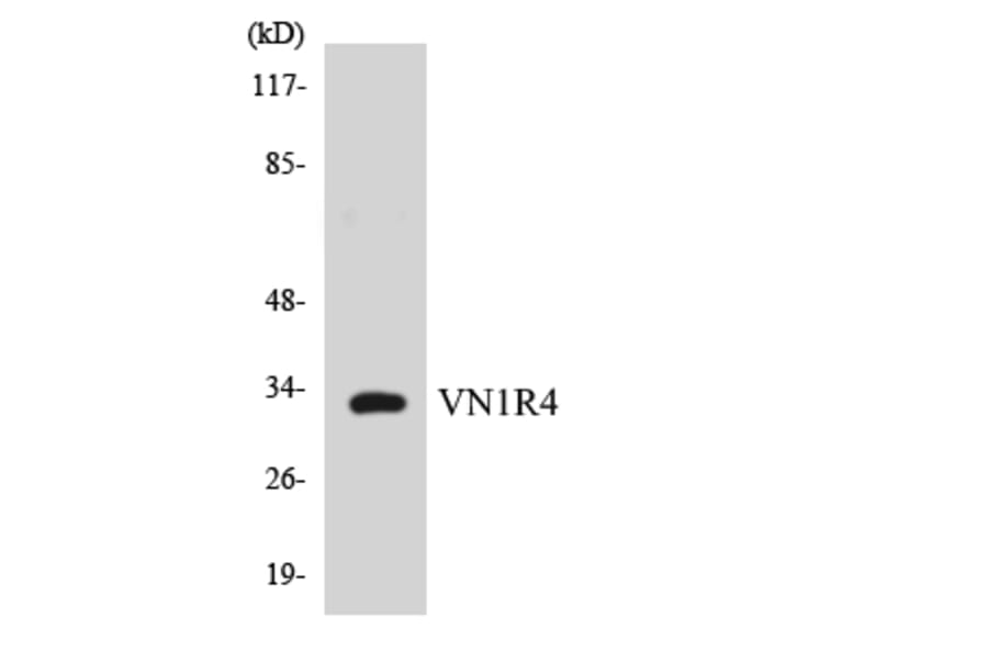 Western Blot - Anti-VN1R4 Antibody (R12-3678) - Antibodies.com