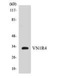 Western Blot - Anti-VN1R4 Antibody (R12-3678) - Antibodies.com