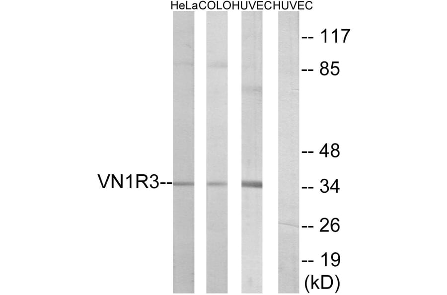 Western Blot - Anti-VN1R3 Antibody (G793) - Antibodies.com