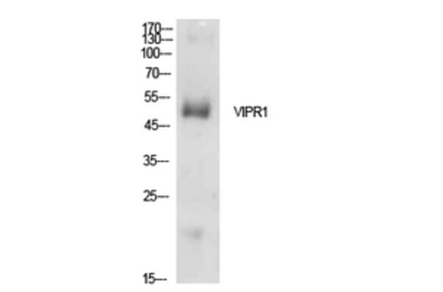Western Blot - Anti-VIPR1 Antibody (C30281) - Antibodies.com