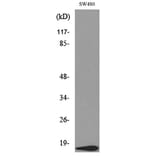 Western Blot - Anti-VEGFA Antibody (C30054) - Antibodies.com