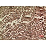 Immunohistochemistry - Anti-VEGFA Antibody (C30054) - Antibodies.com