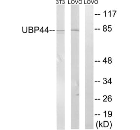 Western Blot - Anti-USP44 Antibody (C19388) - Antibodies.com