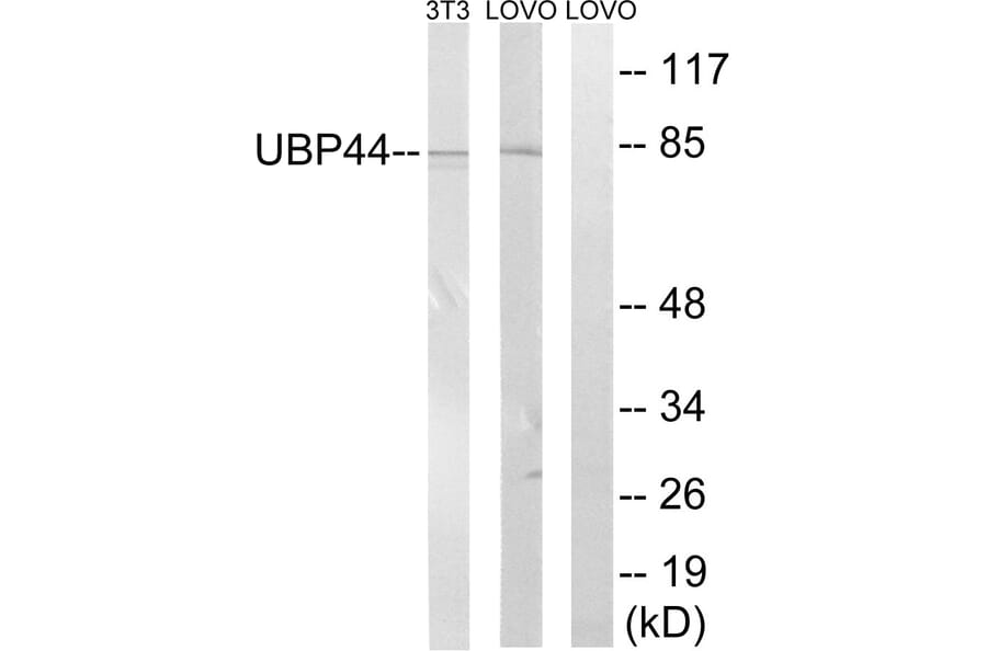 Western Blot - Anti-USP44 Antibody (C19388) - Antibodies.com
