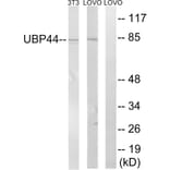 Western Blot - Anti-USP44 Antibody (C19388) - Antibodies.com