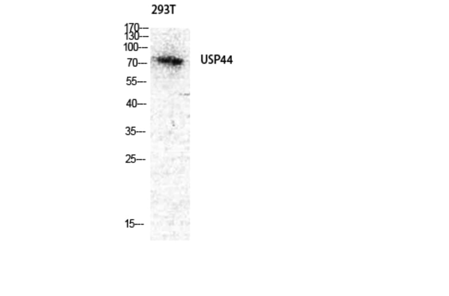 Western Blot - Anti-USP44 Antibody (C19388) - Antibodies.com
